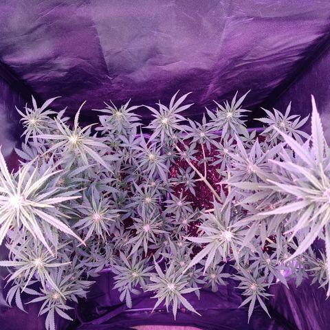 Auto Wembley #2 growlog timeline photo