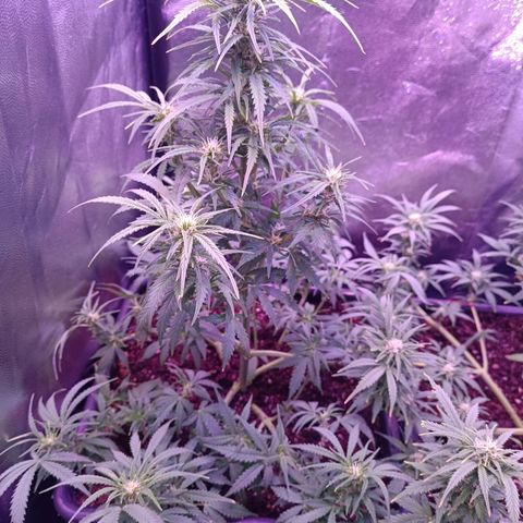 Auto Wembley #2 growlog timeline photo