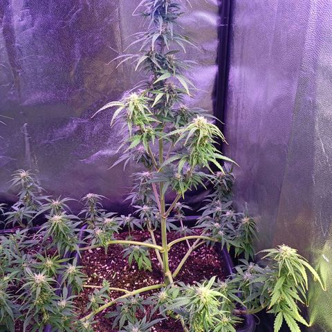 Auto Wembley #1 growlog timeline photo