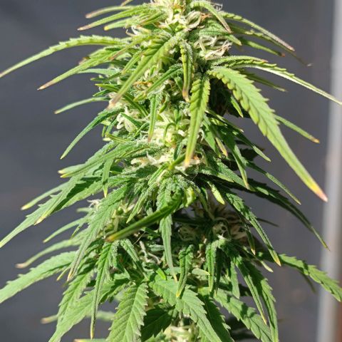 Auto Wembley #1 growlog timeline photo