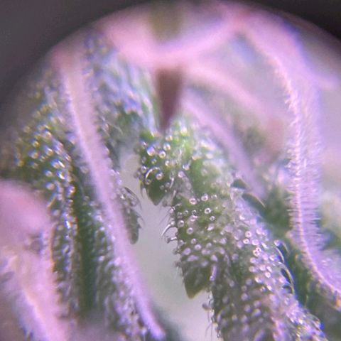 Auto Wembley #1 growlog timeline photo