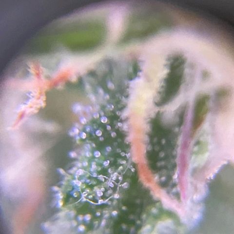Auto Wembley #1 growlog timeline photo