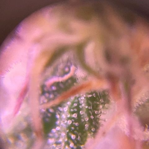 Auto Wembley #1 growlog timeline photo