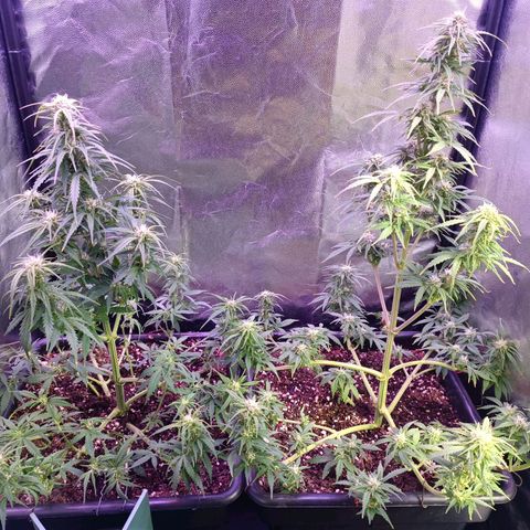 Auto Wembley #1 growlog timeline photo