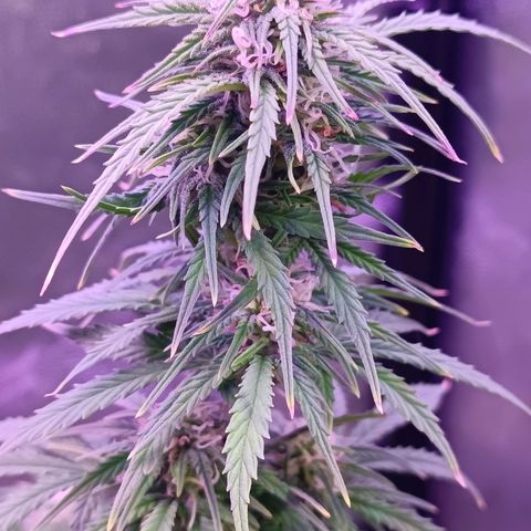 Auto Wembley #1 growlog timeline photo