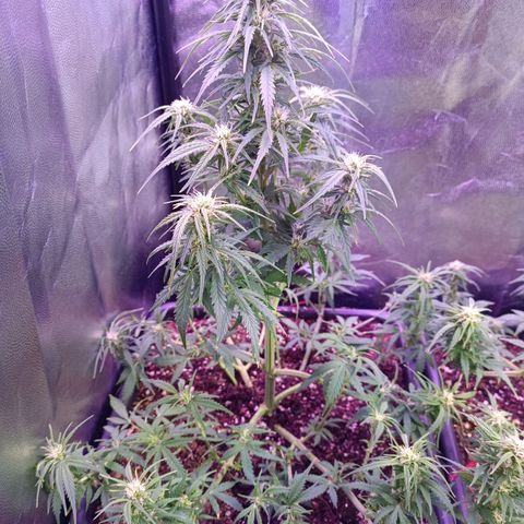 Auto Wembley #2 growlog timeline photo