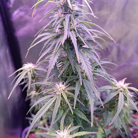 Auto Wembley #2 growlog timeline photo