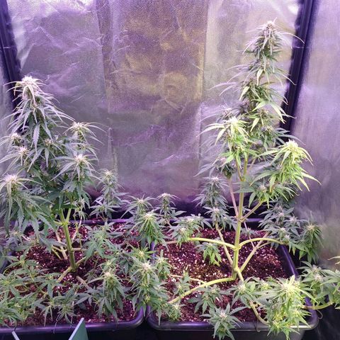 Auto Wembley #2 growlog timeline photo