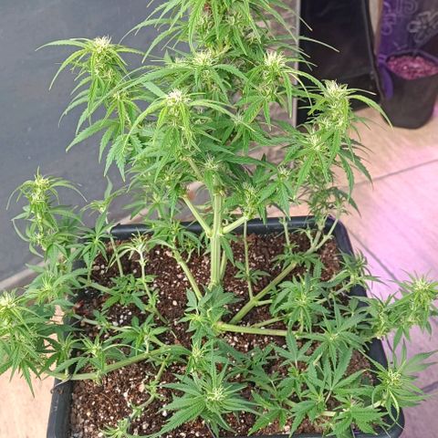 Auto Wembley #2 growlog timeline photo