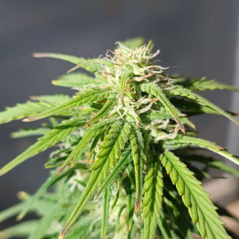 Auto Wembley #2 growlog timeline photo