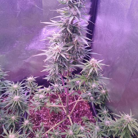 Auto Wembley #1 growlog timeline photo