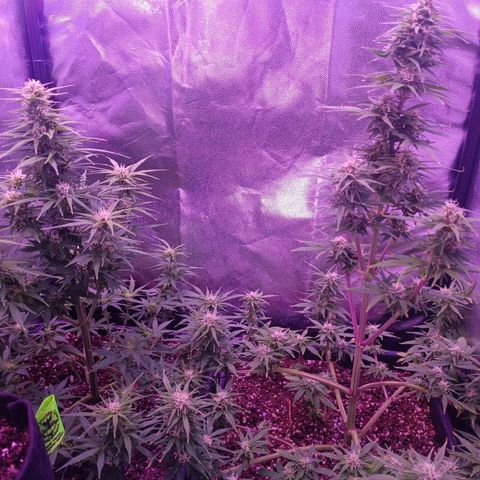 Auto Wembley #2 growlog timeline photo