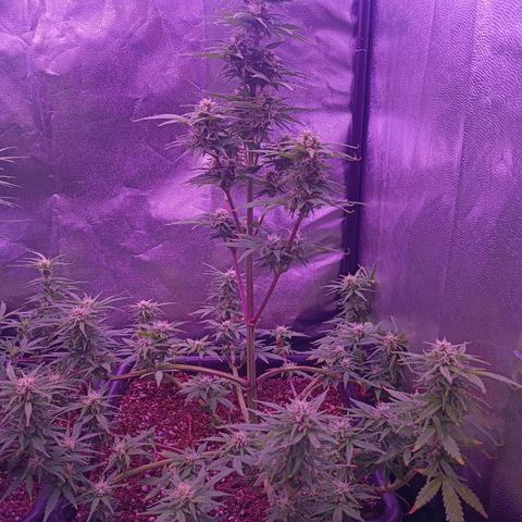 Auto Wembley #1 growlog timeline photo