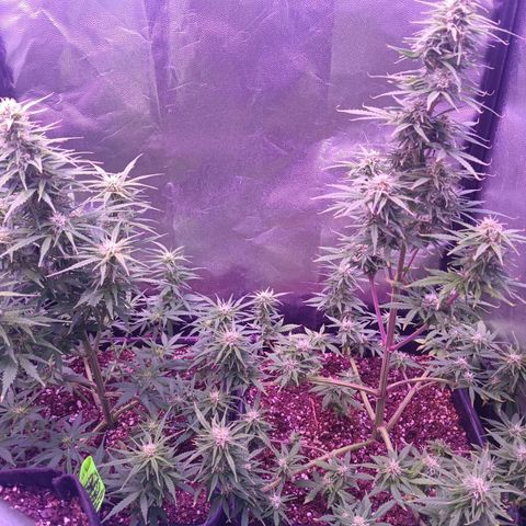 Auto Wembley #1 growlog timeline photo