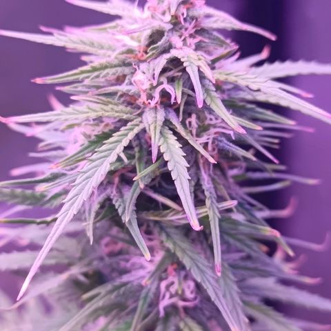Auto Wembley #1 growlog timeline photo