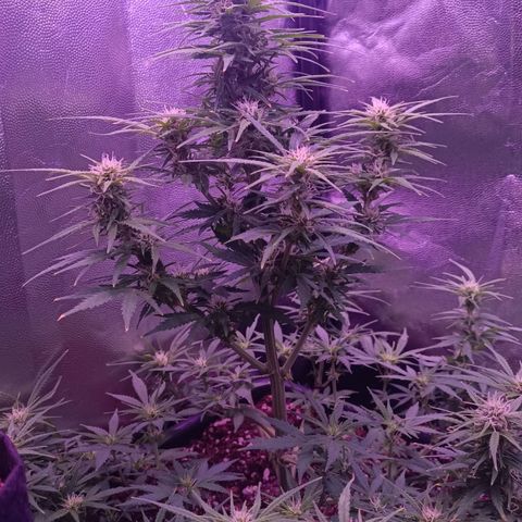 Auto Wembley #2 growlog timeline photo