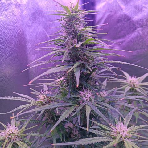 Auto Wembley #2 growlog timeline photo