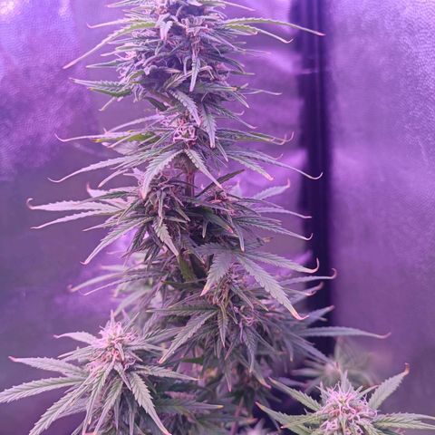 Auto Wembley #1 growlog timeline photo