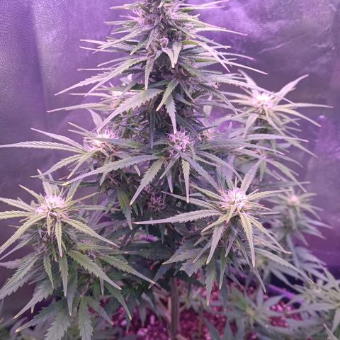 Auto Wembley #2 growlog timeline photo