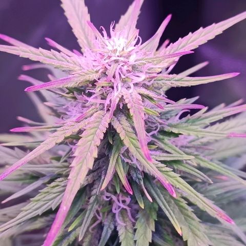 Auto Wembley #2 growlog timeline photo