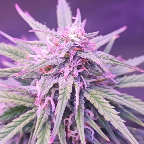 Auto Wembley #1 growlog timeline photo