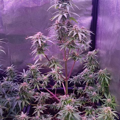 Auto Wembley #1 growlog timeline photo