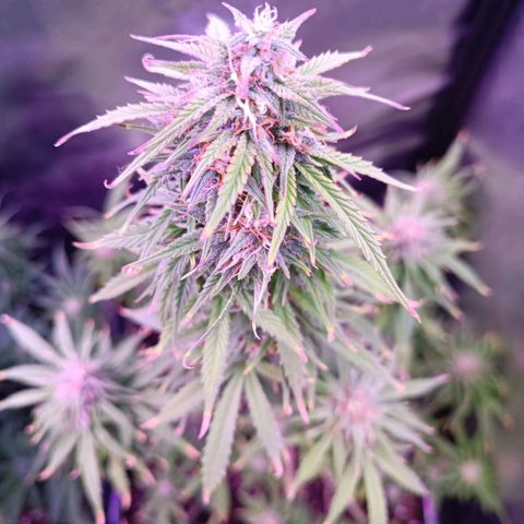 Auto Wembley #1 growlog timeline photo