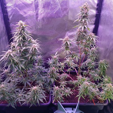 Auto Wembley #1 growlog timeline photo