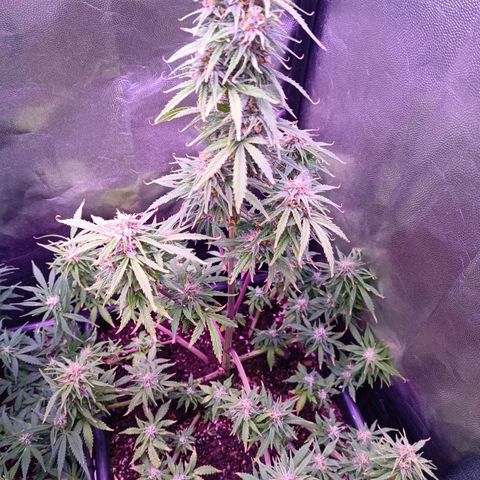 Auto Wembley #1 growlog timeline photo