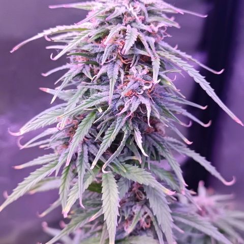 Auto Wembley #1 growlog timeline photo