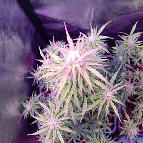 Auto Wembley #2 growlog timeline photo