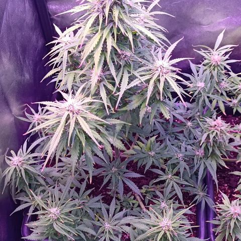Auto Wembley #2 growlog timeline photo