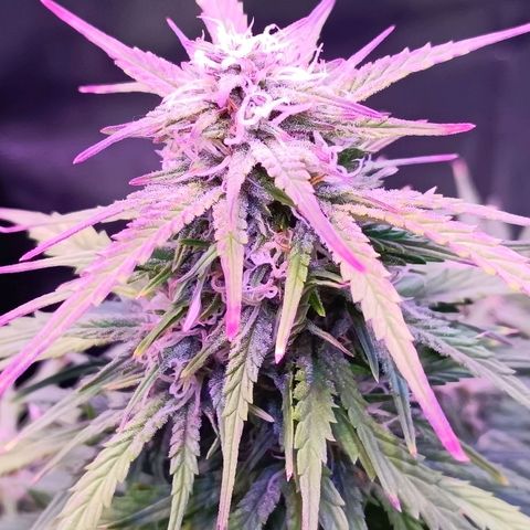 Auto Wembley #2 growlog timeline photo