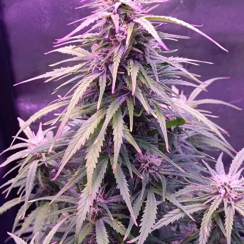 Auto Wembley #2 growlog timeline photo