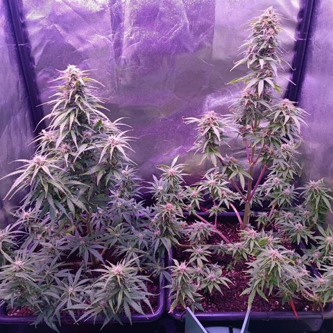 Auto Wembley #2 growlog timeline photo