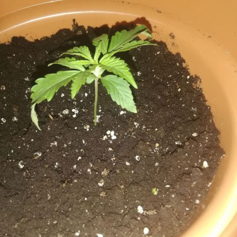 ANQ 1 growlog timeline photo