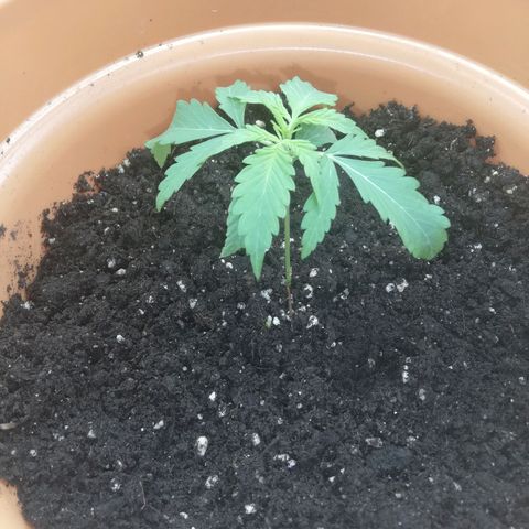 ANQ 1 growlog photo: Drooping more. Will monitor today closely, just put lights back on. 