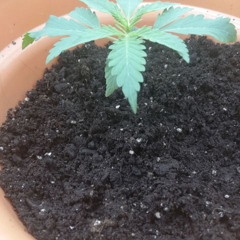ANQ 1 growlog photo: Picked up over night