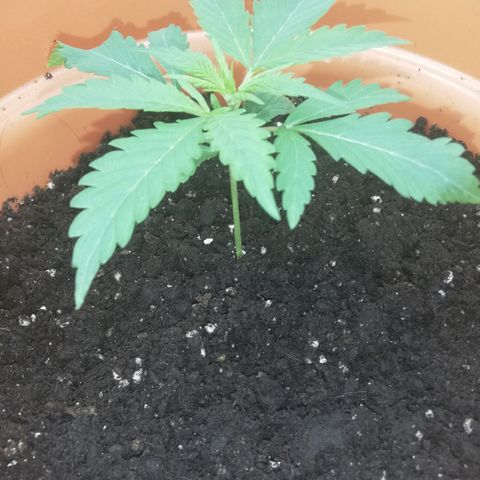 ANQ 1 growlog timeline photo