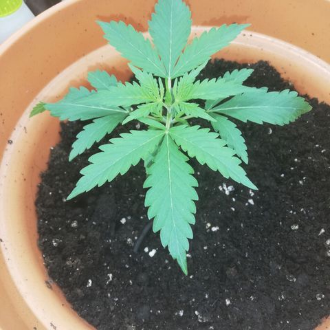 ANQ 1 growlog timeline photo