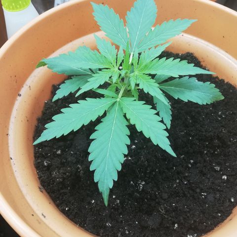 ANQ 1 growlog timeline photo
