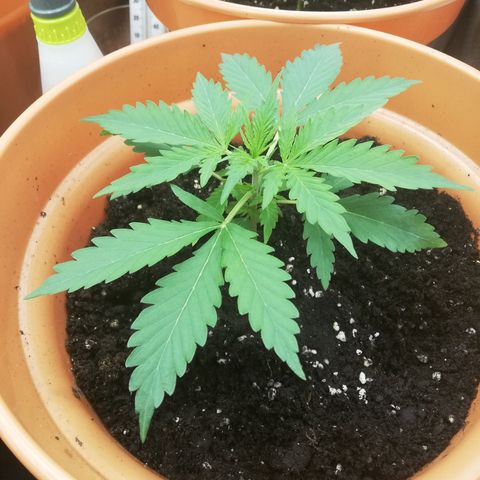 ANQ 1 growlog timeline photo