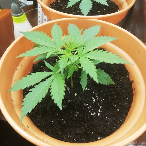 ANQ 1 growlog timeline photo