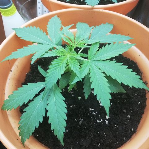 ANQ 1 growlog timeline photo