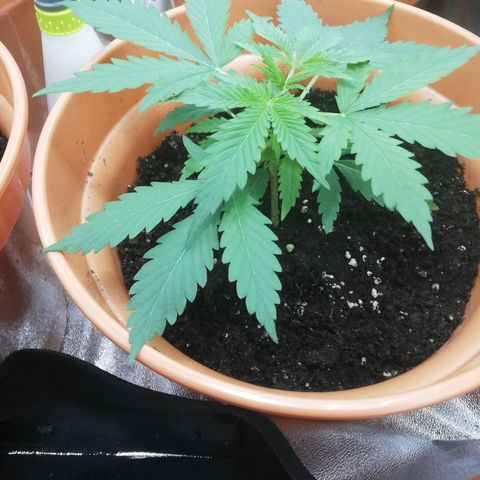 ANQ 1 growlog timeline photo