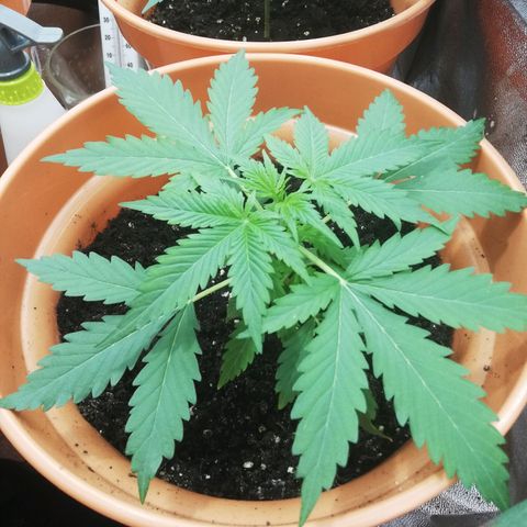 ANQ 1 growlog timeline photo