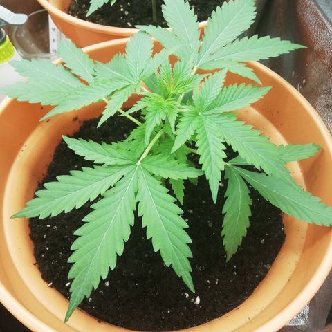 ANQ 1 growlog timeline photo