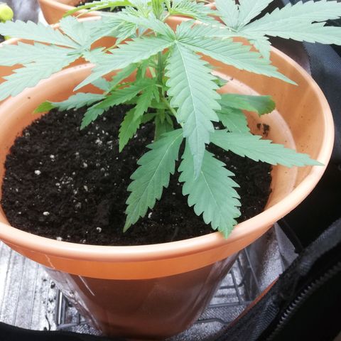 ANQ 1 growlog timeline photo