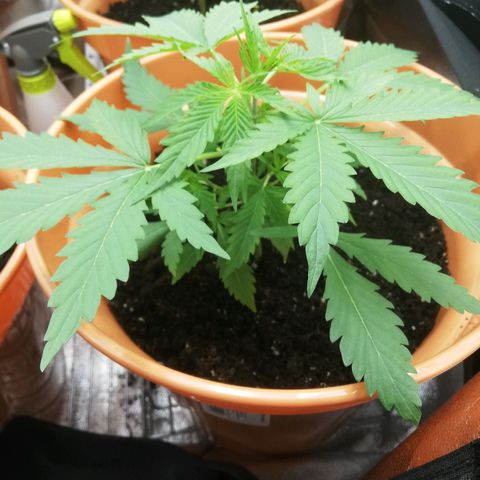 ANQ 1 growlog timeline photo