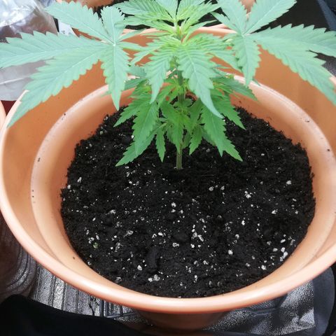 ANQ 1 growlog timeline photo